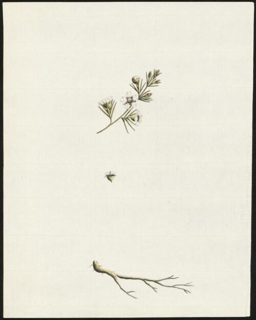 [Pink tea tree (Leptospermum, possibly Leptospermum squarrosum)] [picture] / [George Raper]
