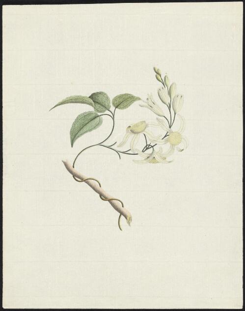 [Clematis aristata or clematis glycinoides] [picture] / [George Raper]