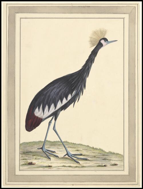 Crowned African crane (Ardea pavonina) [picture] / William Hayes