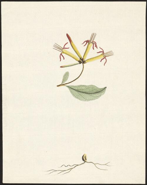 [Long flowered mistletoe (Dendrophthoe vitellina)] [picture] / [George Raper]