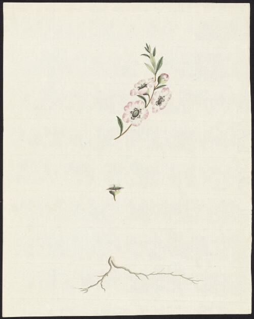 [Tea tree (Leptospermum)] [picture] / [George Raper]