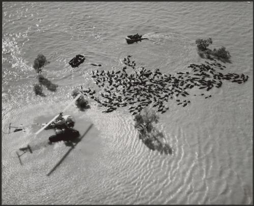 [Stockmen use boats and a helicopter to herd swimming cattle through the flood waters on Brunette Downs Station, Northern Territory, 1974, 3] [picture] / Ern McQuillan