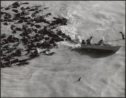 [Two stockmen use a boat to herd a mob of swimming cattle through the flood waters on Brunette Downs Station, Northern Territory, 1974, 2] [picture] / Ern McQuillan
