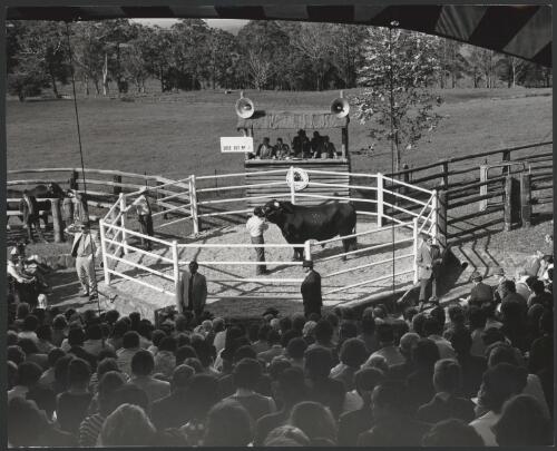 Scenes at the twenty first King Ranch sale of Santa Gertrudis stud bulls and King Ranch quarter horses, Milton Park, Bowral, New South Wales, 1974 [picture] / Ern McQuillan