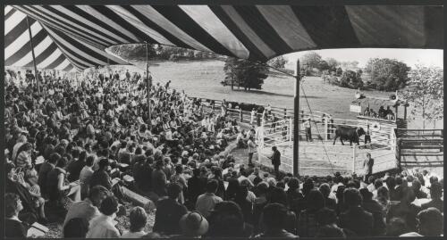 A view of the large crowd which attended the twenty first sale of Santa Gertrudis bulls and King Ranch quarter horses, Milton Park, Bowral, N.S.W., in the ring King Ranch Tribesman [picture] / Ern McQuillan