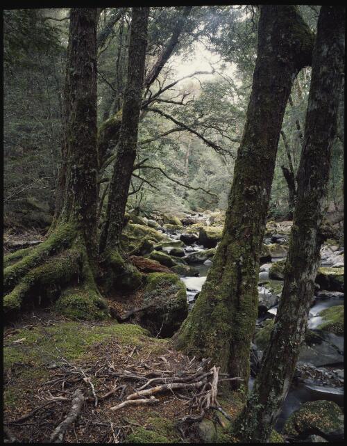 Nothofagus cunninghamii on a creek's edge, Little Fisher River, Central Highlands, Tasmania, 1990 [transparency] / Peter Dombrovskis