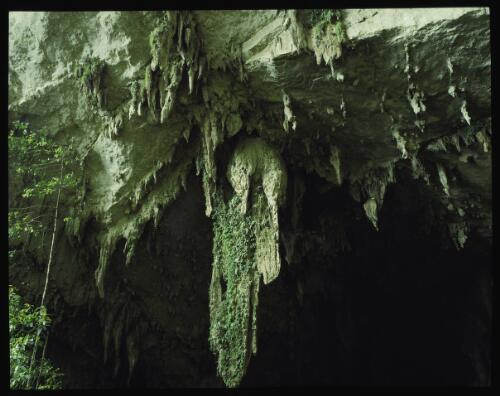 Green cave, Mount Mulu, Sarawak, Borneo, 1985, 2 [transparency] / Peter Dombrovskis