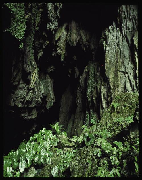 Green cave, Mount Mulu, Sarawak, Borneo, 1985, 3 [transparency] / Peter Dombrovskis
