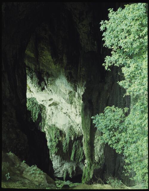 Green cave, Mount Mulu, Sarawak, Borneo, 1985, 4 [transparency] / Peter Dombrovskis