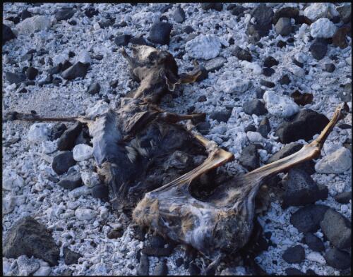 Deer skeleton, Fiji, 1994 [transparency] / Peter Dombrovskis