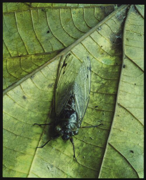Cicada on leaf, Borneo, 1985, 1 [transparency] / Peter Dombrovskis