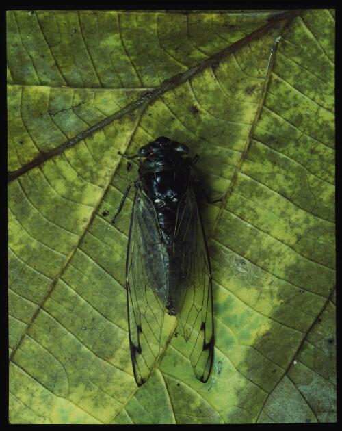 Cicada on leaf, Borneo, 1985, 2 [transparency] / Peter Dombrovskis