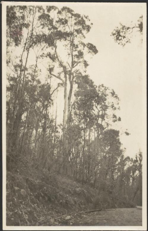 Eucalyptus, Fern Tree Gully, [Victoria], 1917, [5] [picture]