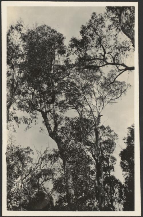 Eucalyptus, Healesville,Victoria, 1917, [1] [picture]