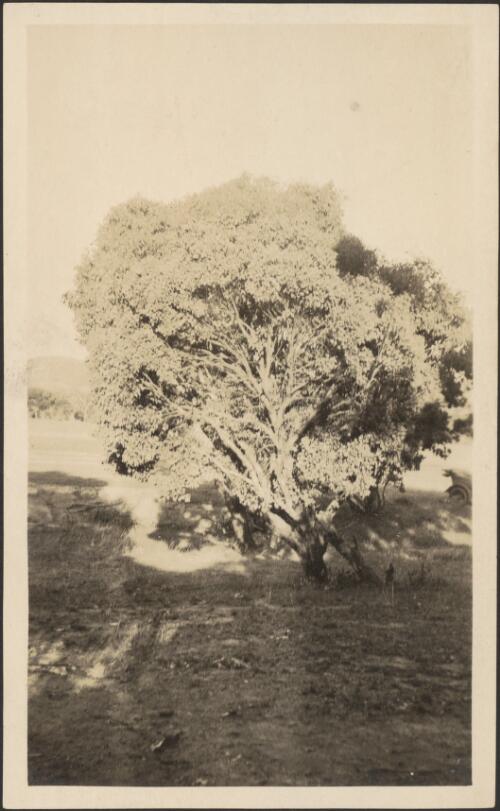 Eucalyptus polyanthemos, Red Box, Canberra, [Australian Capital Territory], 1917, 1 [picture]