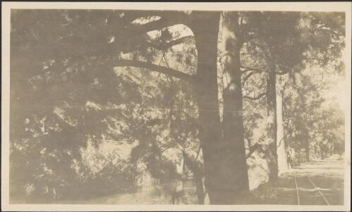 Casuirina [i.e casuarina], cunninghamii, Canberra, [Australian Capital Territory], 1917, [1] [picture]