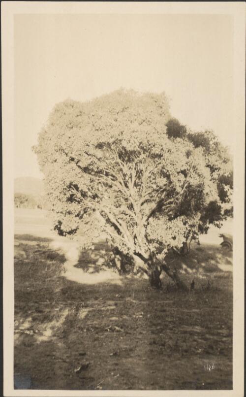 Eucalyptus polyanthemos, Red Box, Canberra, [Australian Capital Territory], 1917, 2 [picture]