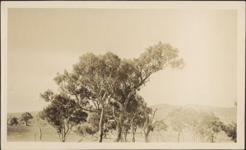 Eucalyptus tereticornis, Canberra, [Australian Capital Territory], 1917 [picture]
