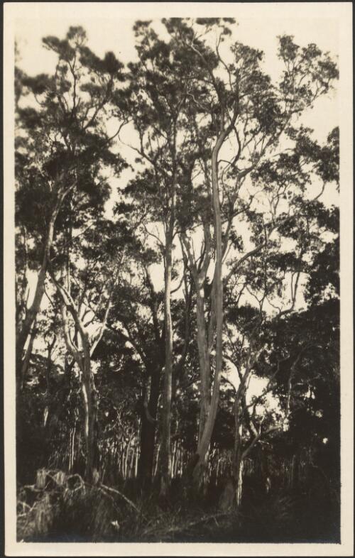 Eucalyptus, Port Stephen, [i.e Stephens], [New South Wales], 1918, [2] [picture]