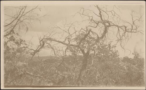 Dead Euc. [i.e. Eucalyptus] risdoni, Bellerive, Tasmania, 25 January, 1919 [picture]