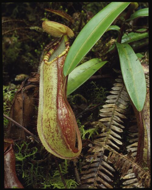 Nepenthes sp. Borneo, Borneo, 1985, 3 [transparency] / Peter Dombrovskis