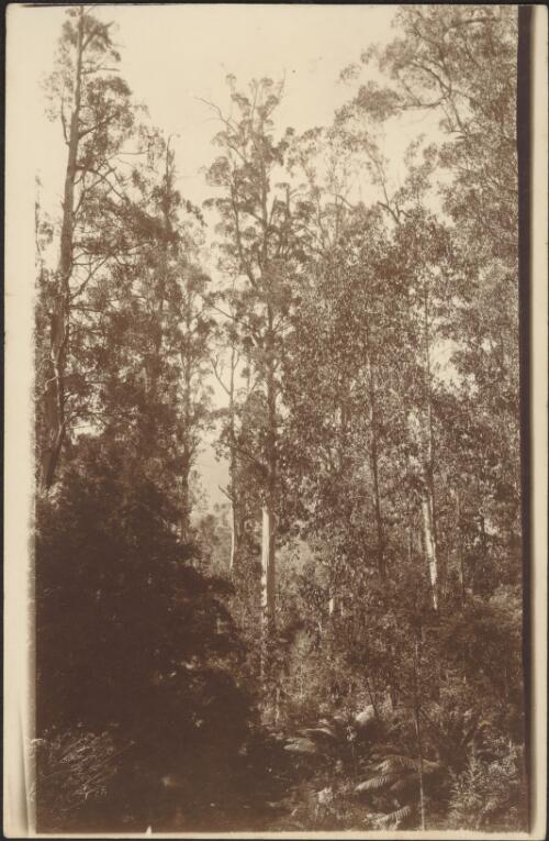 Euc. [i.e. Eucalyptus] regnans, Marysville, [Victoria], 1920 [picture]