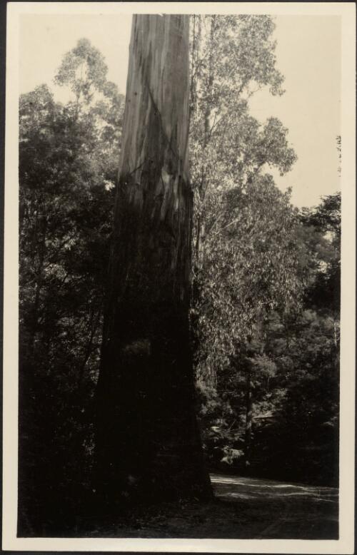 Euc. [i.e. Eucalyptus] regnans, The Hermitage, Black's Spur, [Victoria], 1920, [2] [picture]