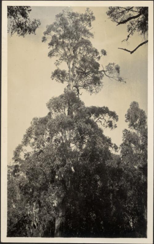 Euc. [i.e. Eucalyptus] regnans, The Hermitage, Black's Spur, [Victoria], 1920, [3] [picture]