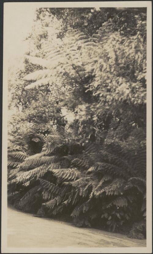 [Tree ferns] [picture]