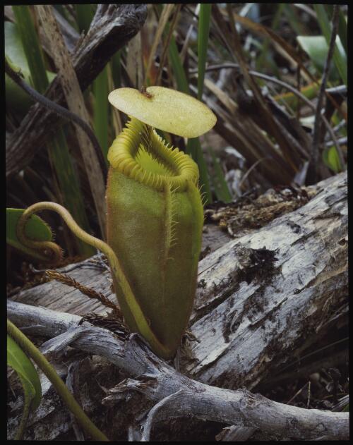 Nepenthes villosa, Borneo, 1985, 1 [transparency] / Peter Dombrovskis