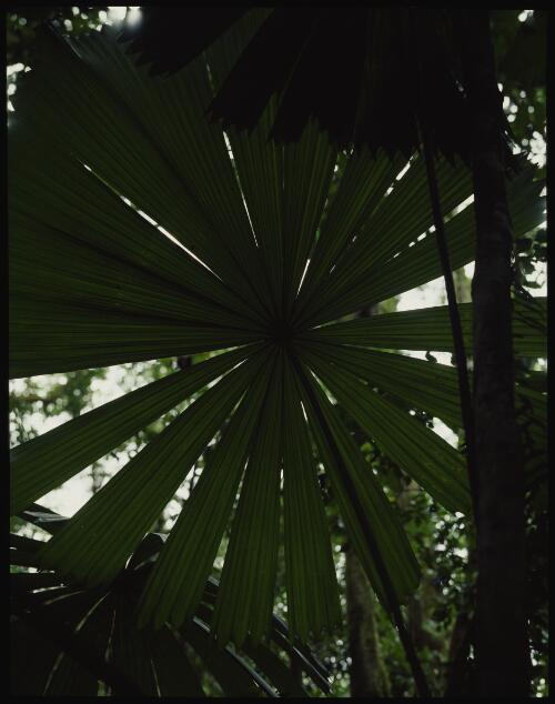 Palm, Daintree National Park, Queensland, 1986 [transparency] / Peter Dombrovskis