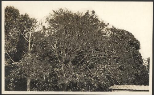 Sterculia acerifolia, Melbourne, 1919 [picture]