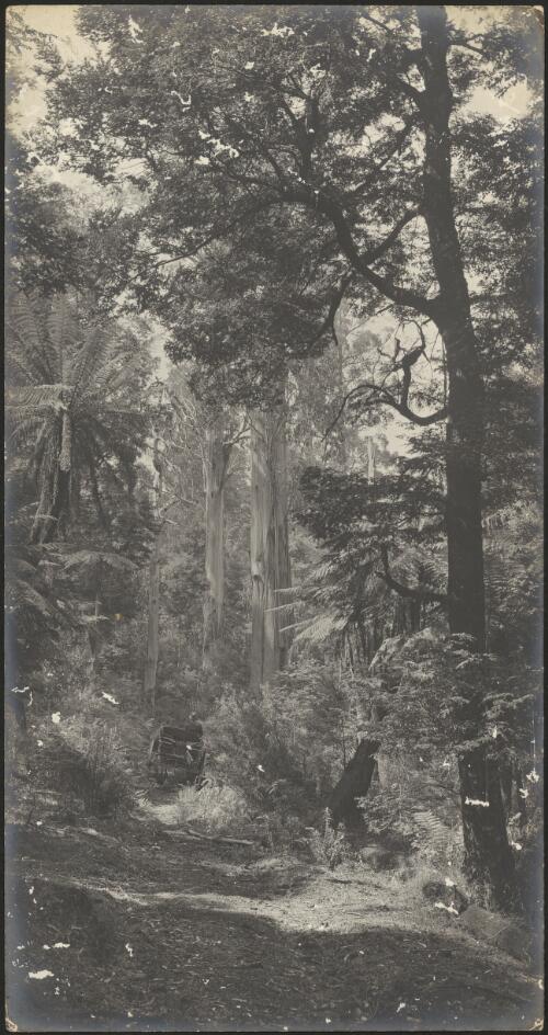Acheron River, beech tree, eucalyptus & ferns [picture]