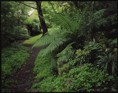 Ferns, Dombrovskis' garden, Fern Tree, Tasmania, 1993? [transparency] / Peter Dombrovskis