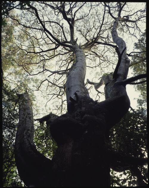 Old wattle, Dombrovskis' garden, Fern Tree, Tasmania, 1992?, 3 [transparency] / Peter Dombrovskis