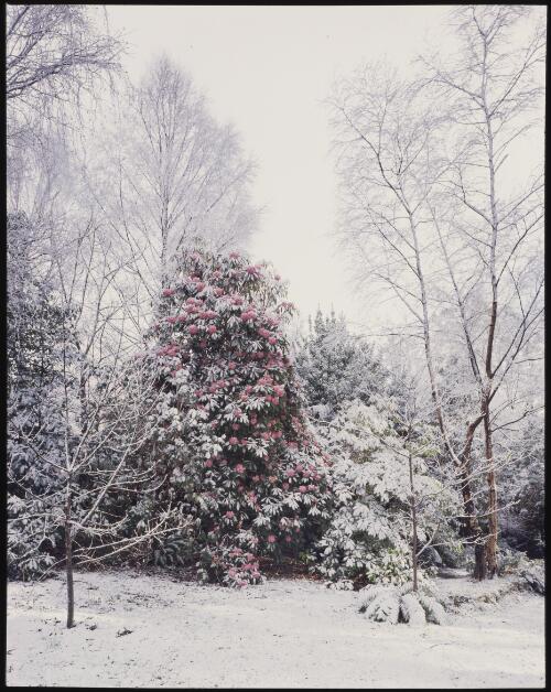 Rhododendrons in snow, Dombrovskis' garden, Fern Tree, Tasmania, 1992?, 1 [transparency] / Peter Dombrovskis