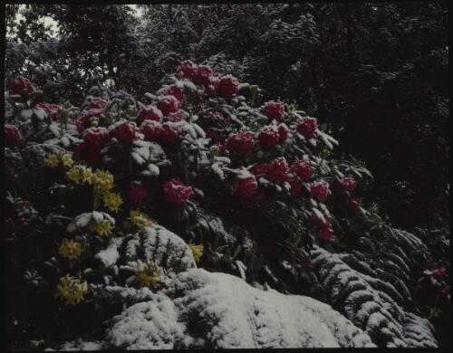 Rhododendrons and azalea, Dombrovskis' garden, Fern Tree, Tasmania, 1992? [transparency] / Peter Dombrovskis