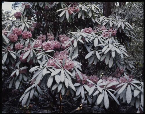 Dombrovskis' garden in snow, Fern Tree, Tasmania, 1992?, 13 [transparency] / Peter Dombrovskis