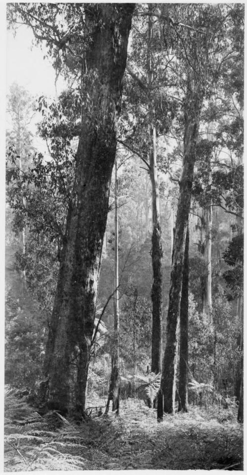 Group of tall trees in bushland, possibly Castlecrag, Sydney, New South Wales, [1] [picture]