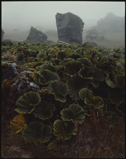 Macquarie Island cabbage, Macquarie Island, Tasmania, 1984 [transparency] / Peter Dombrovskis