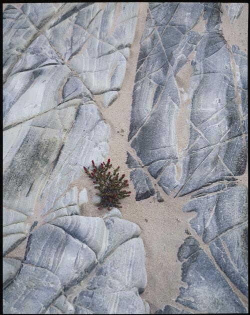 Rock and sand patterns, Tarkine, west coast Tasmania, 1995, 1 [transparency] / Peter Dombrovskis