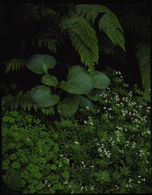 Hosta, Dombrovskis' garden, Fern Tree, Tasmania, 1993?, 2 [transparency] / Peter Dombrovskis