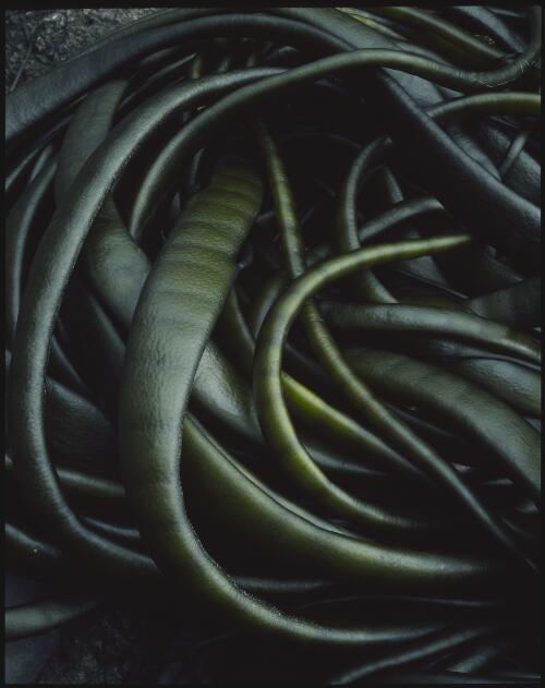 Kelp detail, Macquarie Island, Tasmania, 1984, 2 [transparency] / Peter Dombrovskis