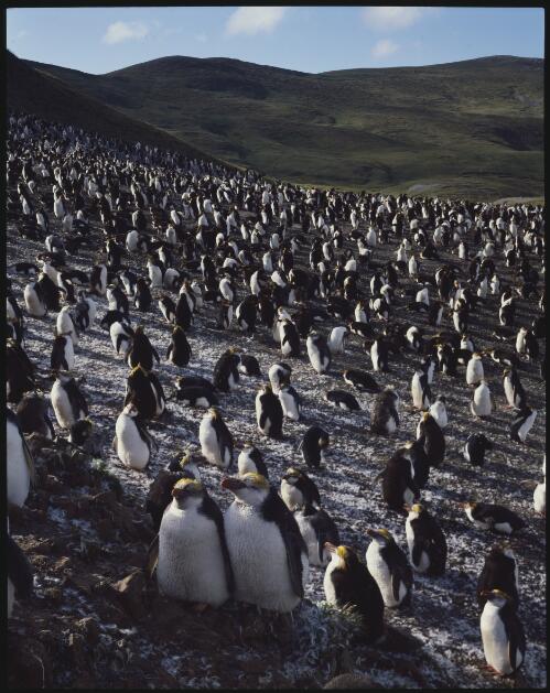 Royal penguin rookery, Macquarie Island, Tasmania, 1984, 2 [transparency] / Peter Dombrovskis