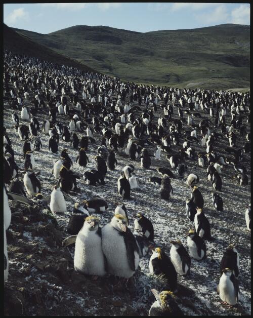 Royal penguin rookery, Macquarie Island, Tasmania, 1984, 3 [transparency] / Peter Dombrovskis