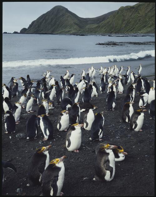 Royal penguins, Macquarie Island, Tasmania, 1984, 1 [transparency] / Peter Dombrovskis