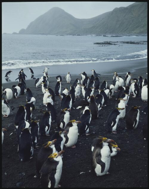 Royal penguins, Macquarie Island, Tasmania, 1984, 2 [transparency] / Peter Dombrovskis