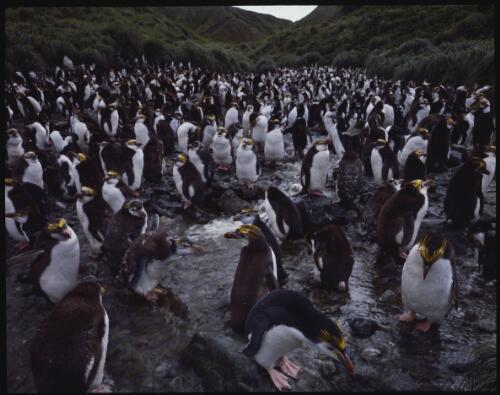 Royal penguin rookery, Macquarie Island, Tasmania, 1984, 5 [transparency] / Peter Dombrovskis