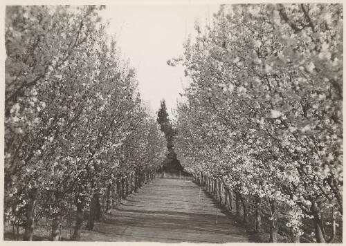 An avenue of blossoms at Canberra, [1930s] [picture]