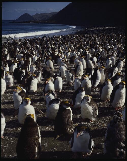 Royal penguins at Sandy Bay, Macquarie Island, Tasmania, 1984 [transparency] / Peter Dombrovskis